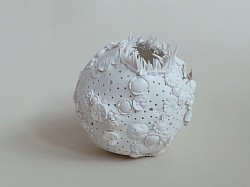 B.05 Merulinidae favites