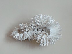 D.01 Crustam echinus