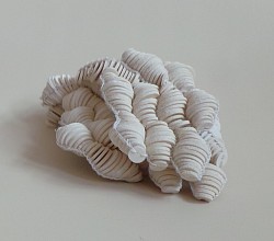 B.08 Colpophylia natans