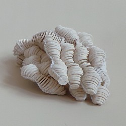B.08 Colpophylia natans