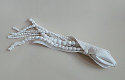 I.01 Cepalopoda loliginidae