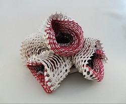 Actinia Alba