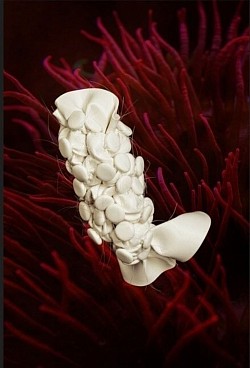 C.06 Holothuria bullarum filum