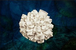 A.08 Articulata penta