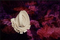 A.04 Actinia möbius