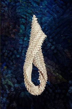 H.01 Chlorophyta acuti