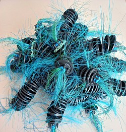 Holothuria nigrum caerulo