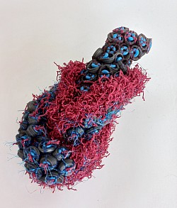 Hydrozoa adhaesit
