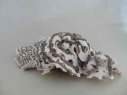 Spongia ostrea
