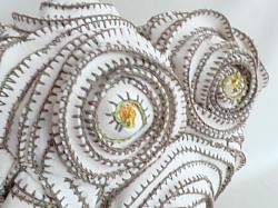 Spongia spiralis