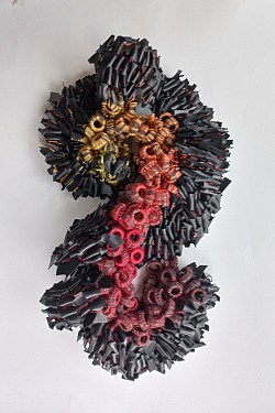 Hydrozoa rubrum