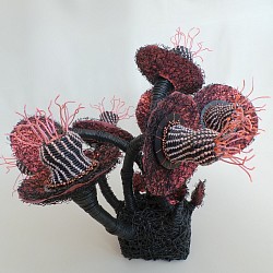 Articulata rosa