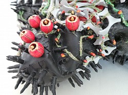 Scleractinia