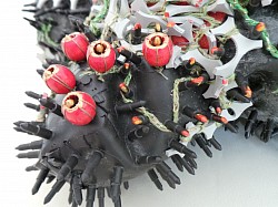 Scleractinia