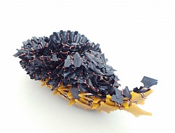 Aeolidia papillosa