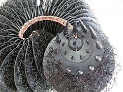 Holothuria nigrum