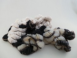 Spongia obscura