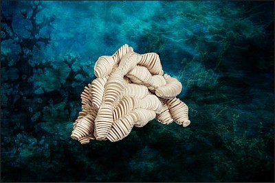 B.08 Colpophylia natans