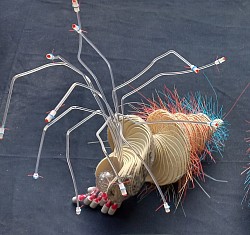 Animalis spiralis II