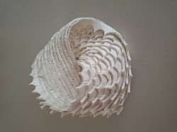A.09 Sessilia möbius, verkocht